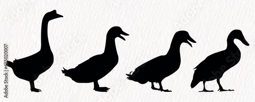Vector silhouette set of detailed quality duck, goose and baby duck in farm 