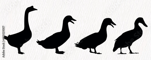 Vector silhouette set of detailed quality duck, goose and baby duck in farm
