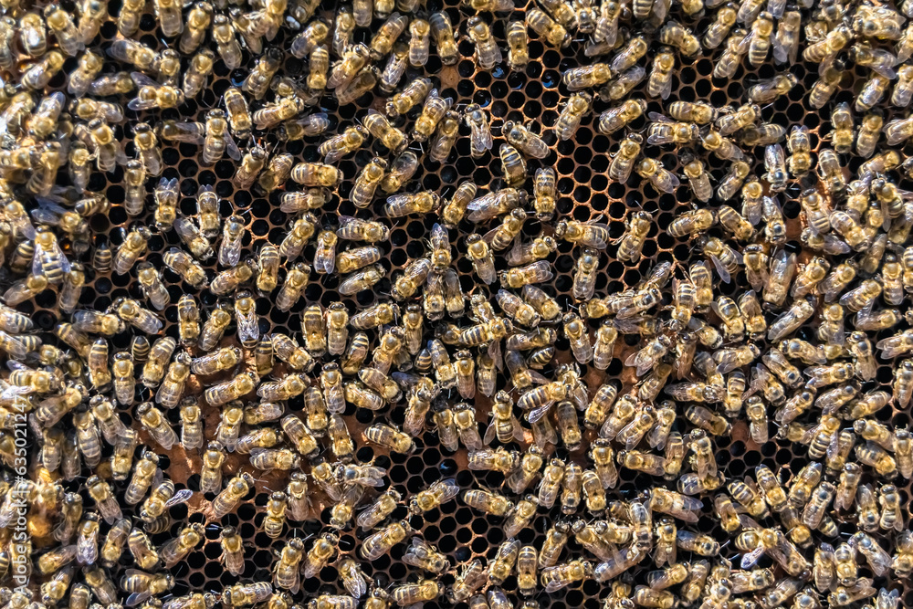 Abstract hexagon structure is honeycomb from bee hive filled Abstract hexagon structure is honeycomb from bee hive filled