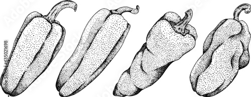 Hand drawn engraving, vector illustration of different types of pepper. Bell sweet peppers, paprika. Vegetables painted with ink on white background.