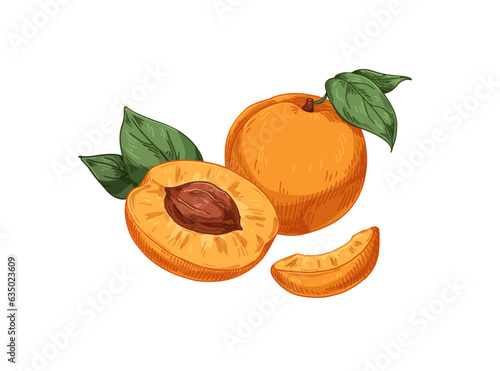 Fresh apricots and leaf, vintage drawing. Fruit, wedge slice, cut half with seed, kernel and whole food in retro detailed style. Realistic hand-drawn vector illustration isolated on white background