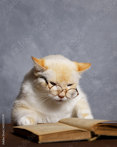 Red-haired cat with glasses carefully reading a book, gray background