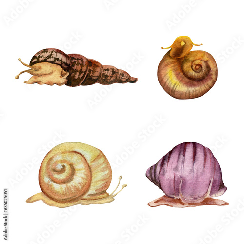 Hand drawn watercolor aquarium snail shell sealife, ramhorn melania. Marine exotic underwater illustration. Isolated object on white background. Design shops, brochure, print, card, wall art, textile. photo