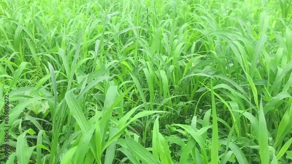 Scenery of grass shining with water droplets swaying in the wind/水滴で光る草が風によって揺れる光景/물방울로 빛나는 잔디가 바람에 의해 흔들리는 광경 Scenery of grass shining with water droplets swaying in the wind/水滴で光る草が風によって揺れる光景/물방울로 빛나는 잔디가 바람에 의해 흔들리는 광경