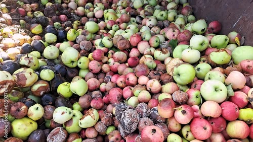 A large number of spoiled apples in the compost. photo