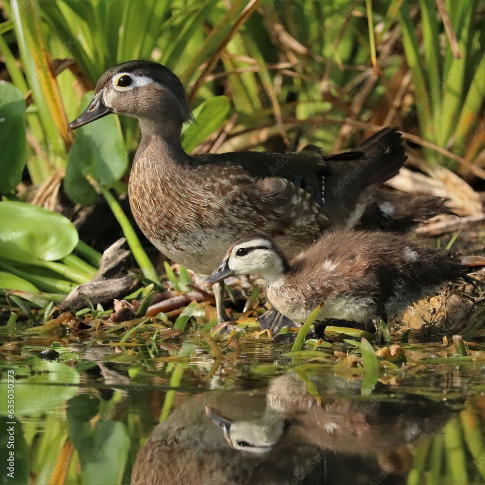Mom and Baby Daring Duckling Wood Ducks Kayaking Silver Springs State Park Ocala Marion County Florida Mom and Baby Daring Duckling Wood Ducks Kayaking Silver Springs State Park Ocala Marion County Florida