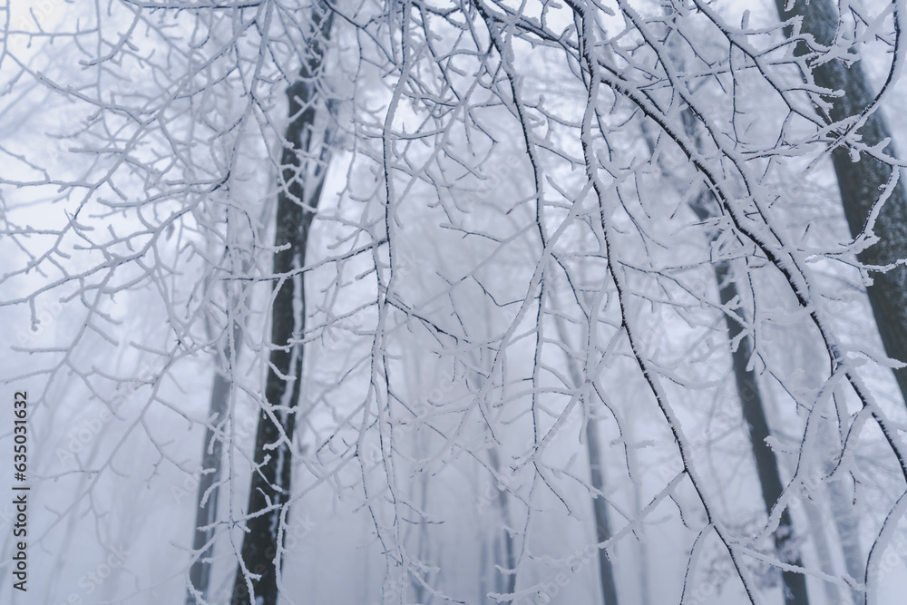 Obraz premium Trees covered with snow in the forest. Beautiful majestic winter landscape