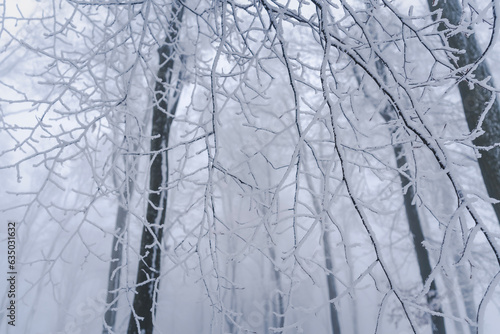 Trees covered with snow in the forest. Beautiful majestic winter landscape