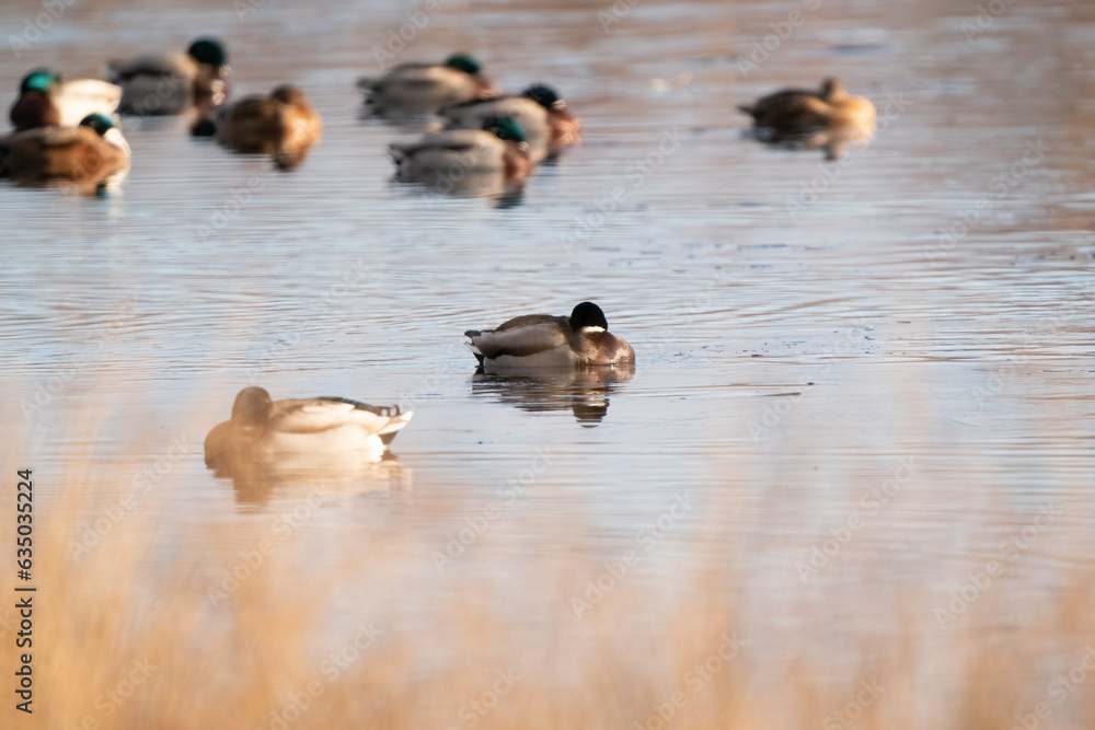 A large flock of ducks eats abandoned bread on the lake, Ducks and drakes swim on the water
