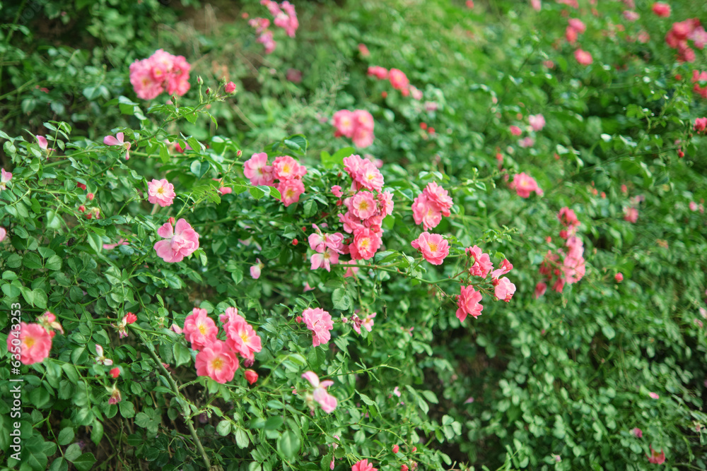 Dense thickets of rose bushes in the garden. Blooming pink roses. Dense thickets of rose bushes in the garden. Blooming pink roses.