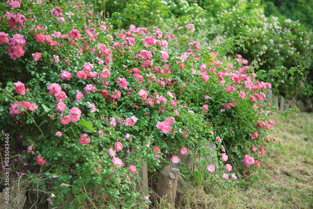 Dense bushes of blooming pink roses, hedge, fence in the garden. Dense bushes of blooming pink roses, hedge, fence in the garden.