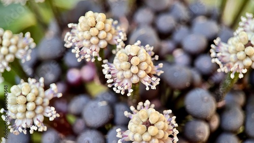 White and purple osmoxylon lineare flowers in the garden. Also known as miagos bush. photo