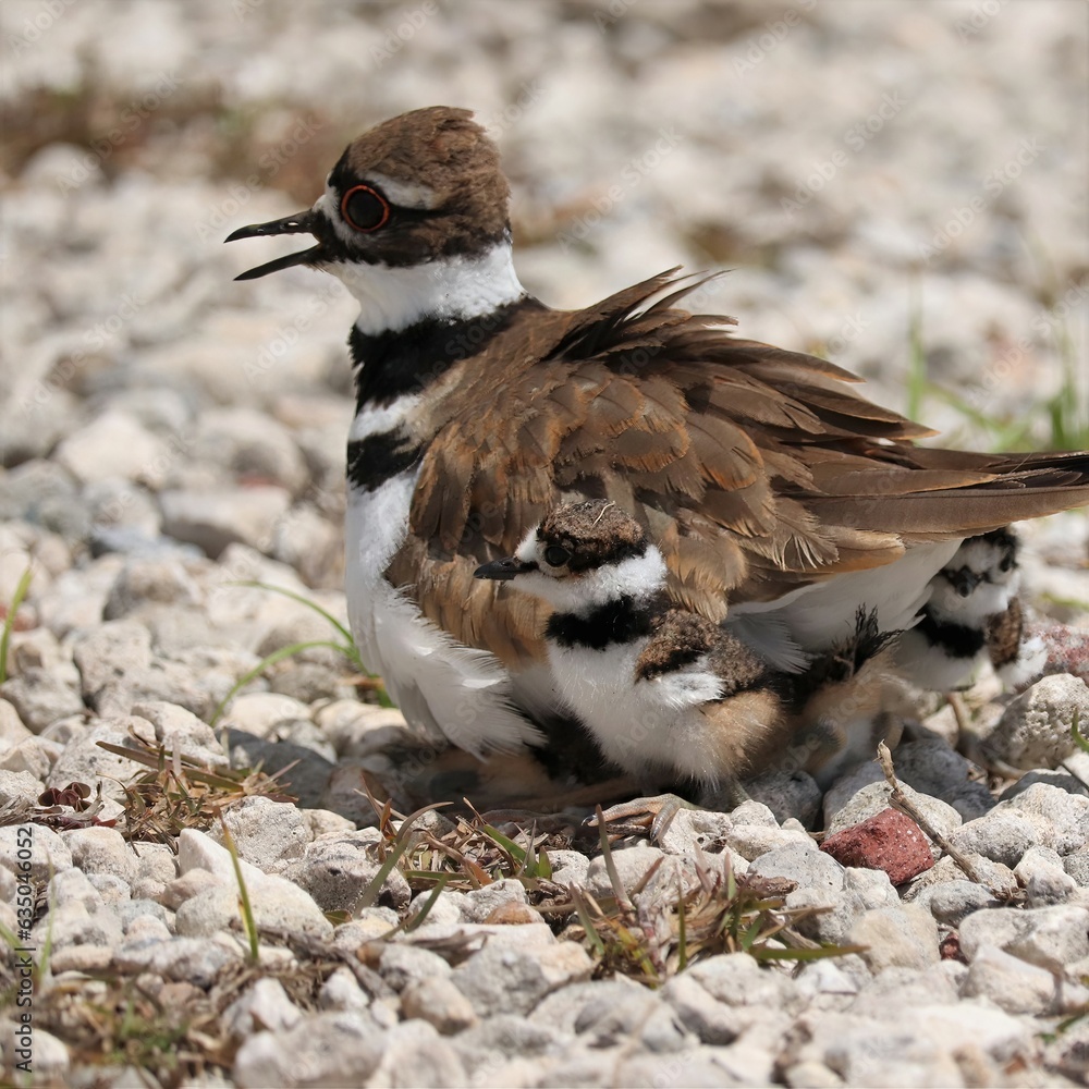 Fototapeta premium Adorable Killdeer Family Mom Babies Tucked Under Sweetwater Wetlands Park Gainesville Florida