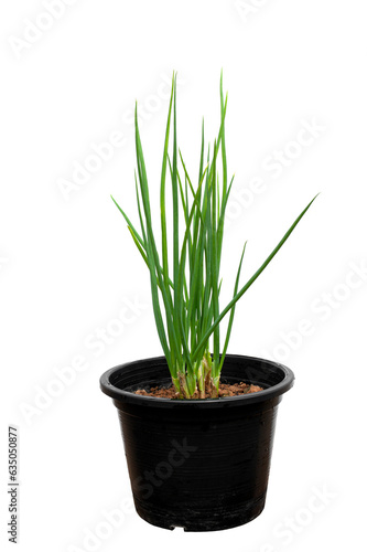 Green onions in pots isolated on white background.