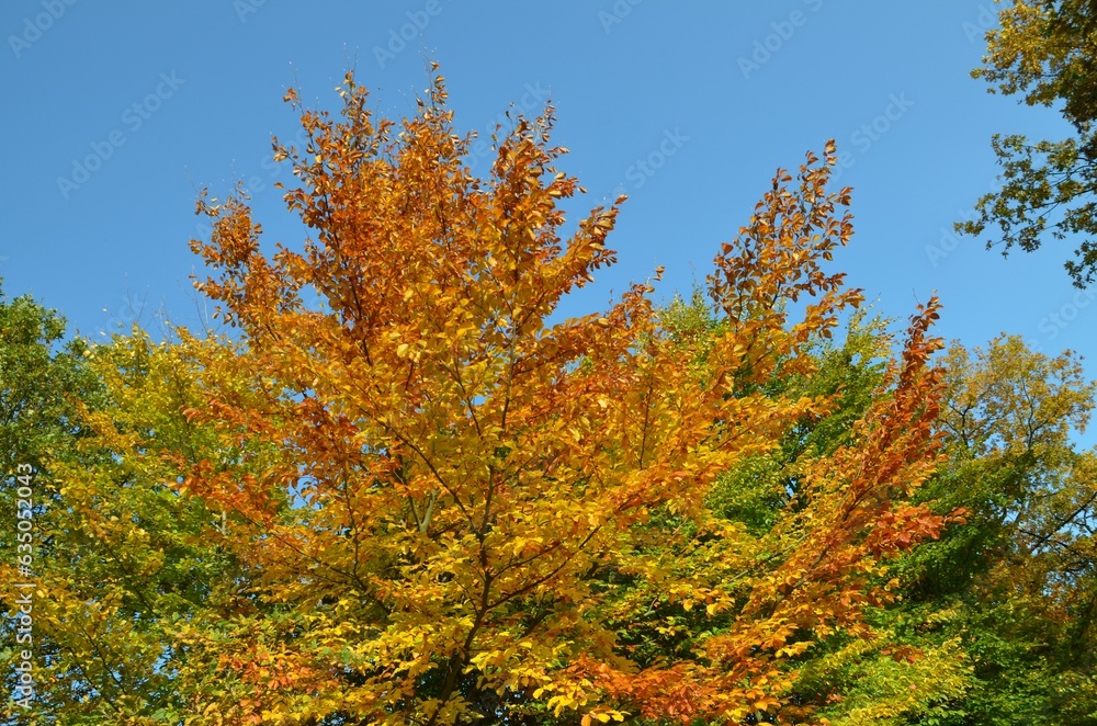 Fototapeta premium autumn in the forest