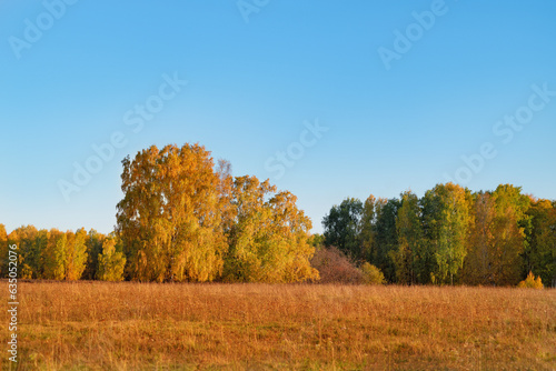 autumn orange landscape, yellow leaves and dried grass on a clear warm day