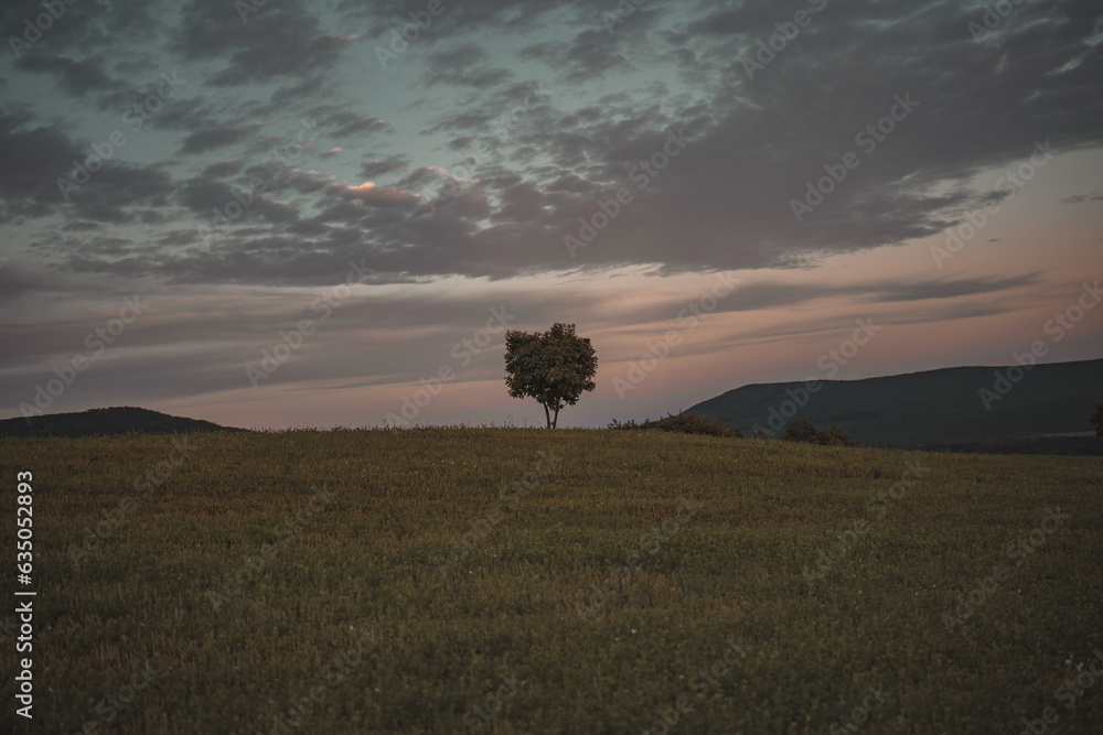 Naklejka premium tree in the sunset