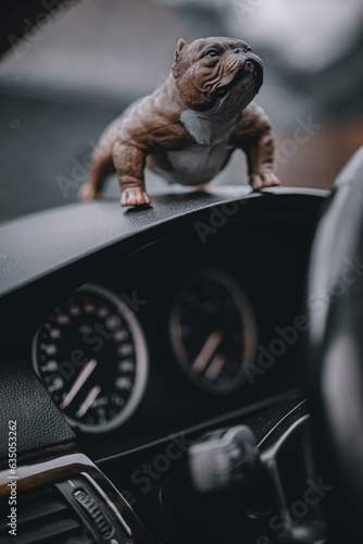 American bully close up in interior