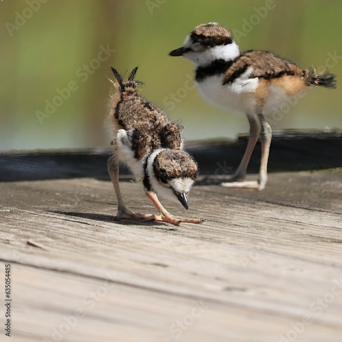 Cutest Ever Little Darling Adorable Killdeer Chicks Baby Animals Sweetwater Wetlands Park Gainesville Florida photo