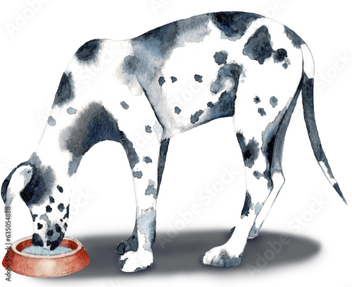 Dalmatian, Dog, Spotted Dog