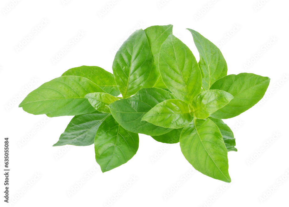 Andrographis paniculata plant transparent png Andrographis paniculata plant transparent png