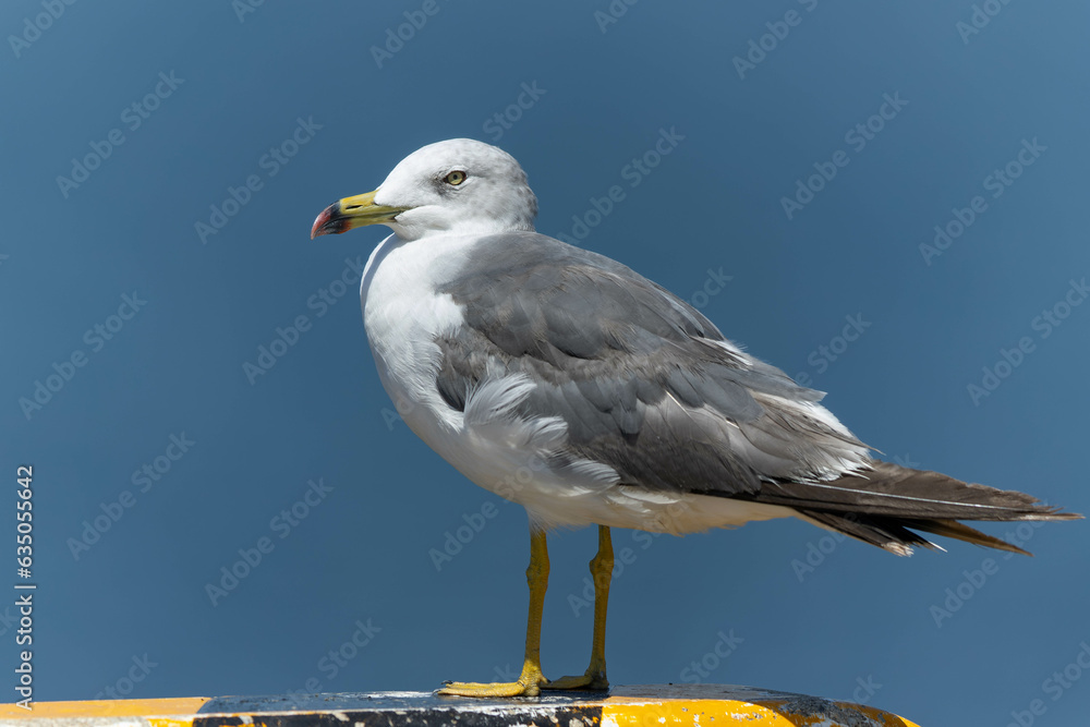 Fototapeta premium 海を背に立つウミネコ