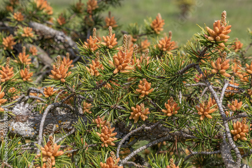 A close up of Jack pine (pinus banksiana) in spring.