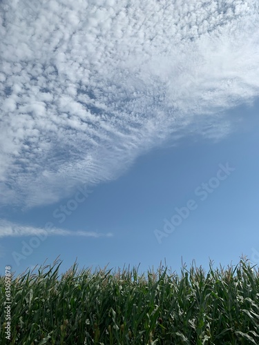 corn field under blue sky