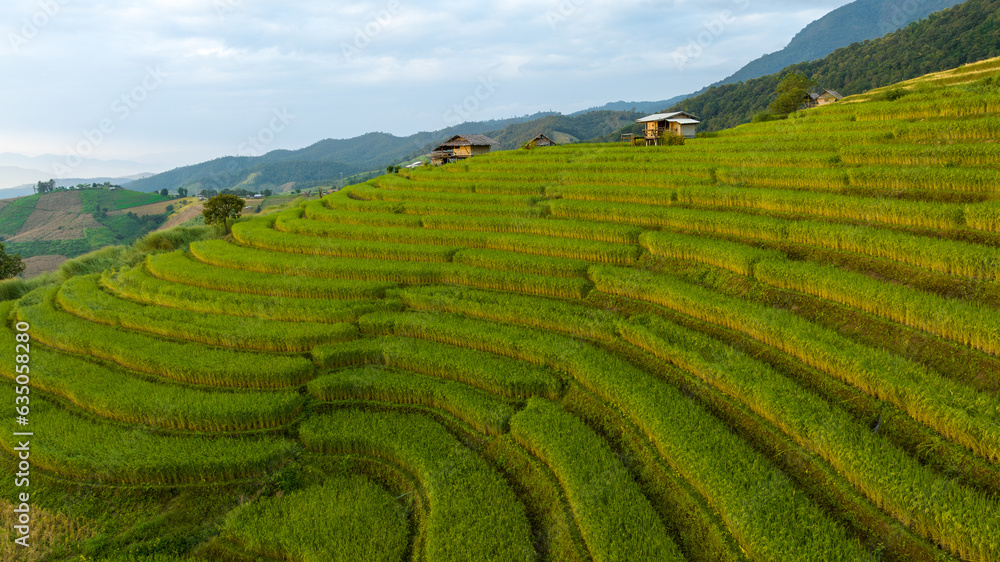  rice terraces field by harvesting season, at Ban Pa Bong Piang Chiang Mai Province, Northern of Thailand,