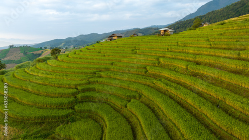  rice terraces field by harvesting season  at Ban Pa Bong Piang Chiang Mai Province  Northern of Thailand 