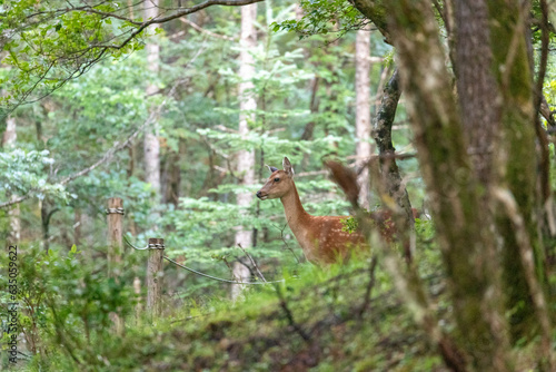 Japanese deer in Mountain Fuji in Japan. 