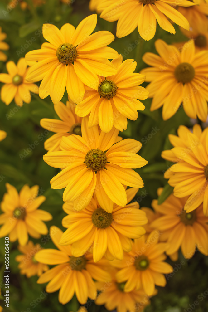 żółta rudbekia jesienią w ogrodzie, flower meadow żółta rudbekia jesienią w ogrodzie, flower meadow
