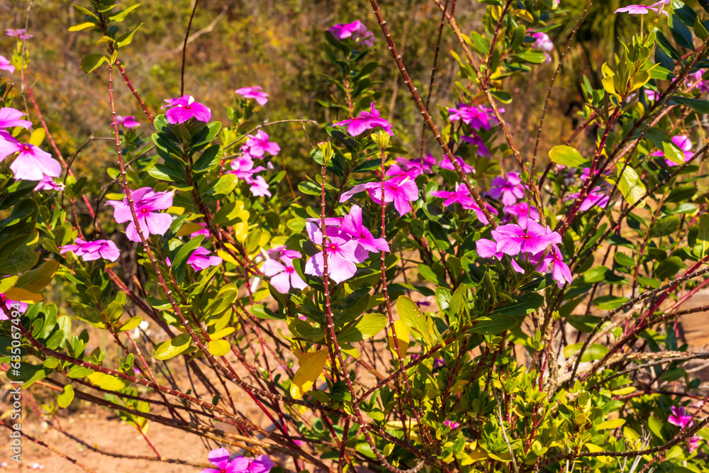 Vegetation flowers typical of the Brazilian Cerrado