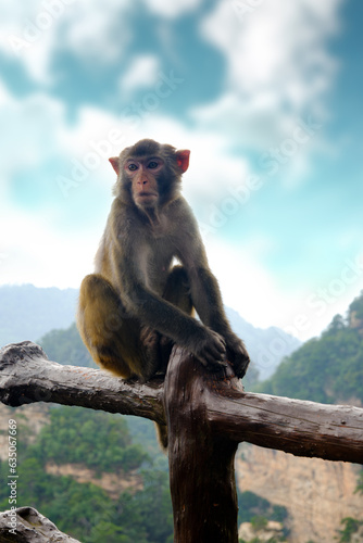 The macaque in the park sits on the railing.