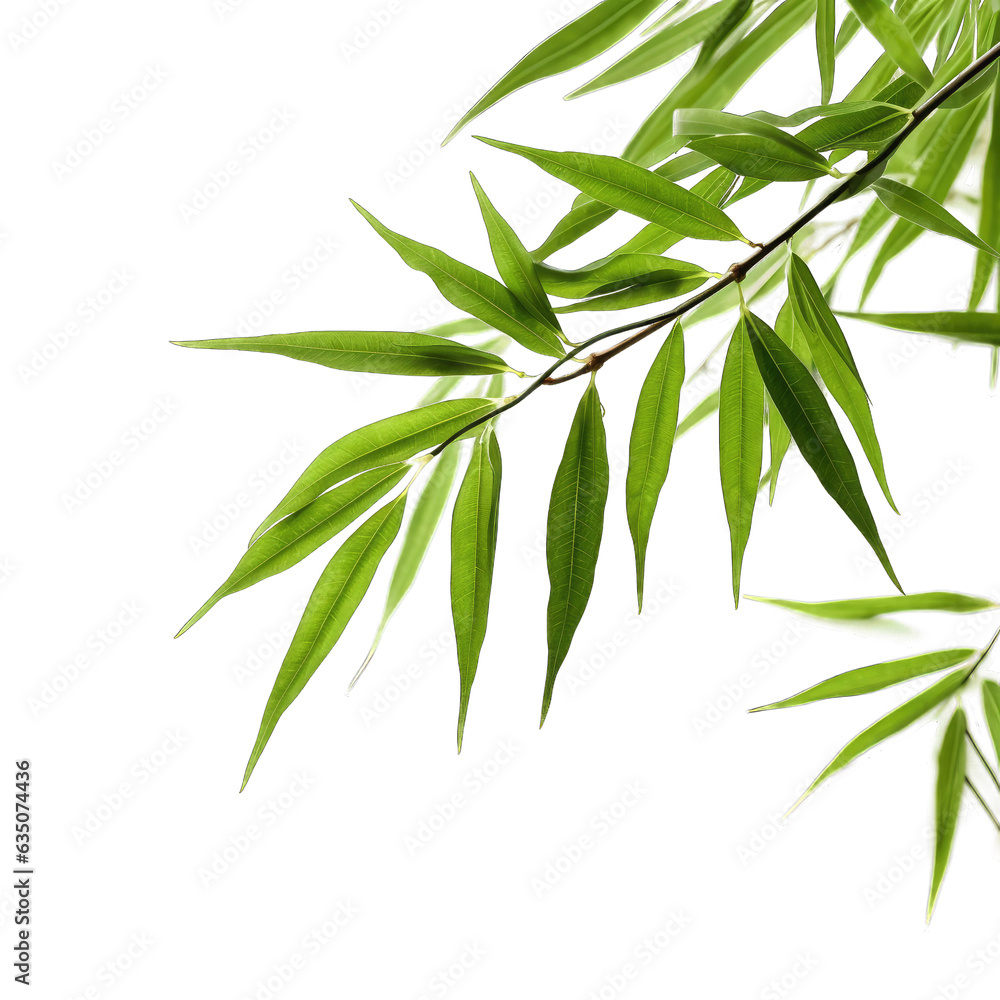 Bamboo leaves isolated on transparent background Bamboo leaves isolated on transparent background