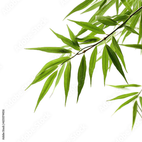 Bamboo leaves isolated on transparent background