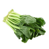 Chinese broccoli or gai-lan , Chinese kale isolated on transparent background