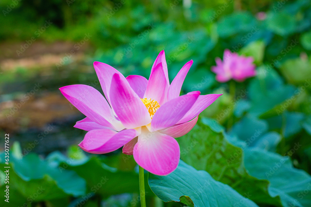 Beautiful pink pollen lotus flower insect bee flies with pollen in the lake, pure pink lotus