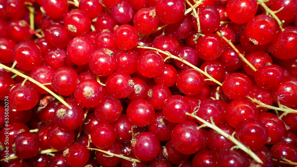 red juicy ripe currant. summer berries red juicy ripe currant. summer berries