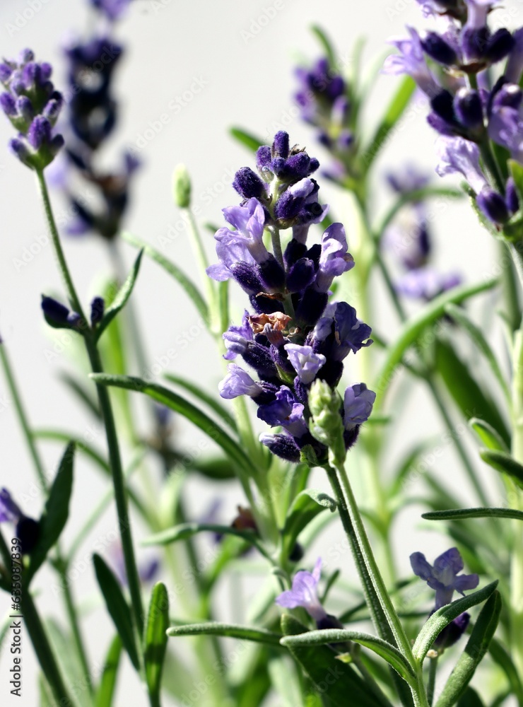 Obraz premium lila flowers of blooming Lavend herb close up