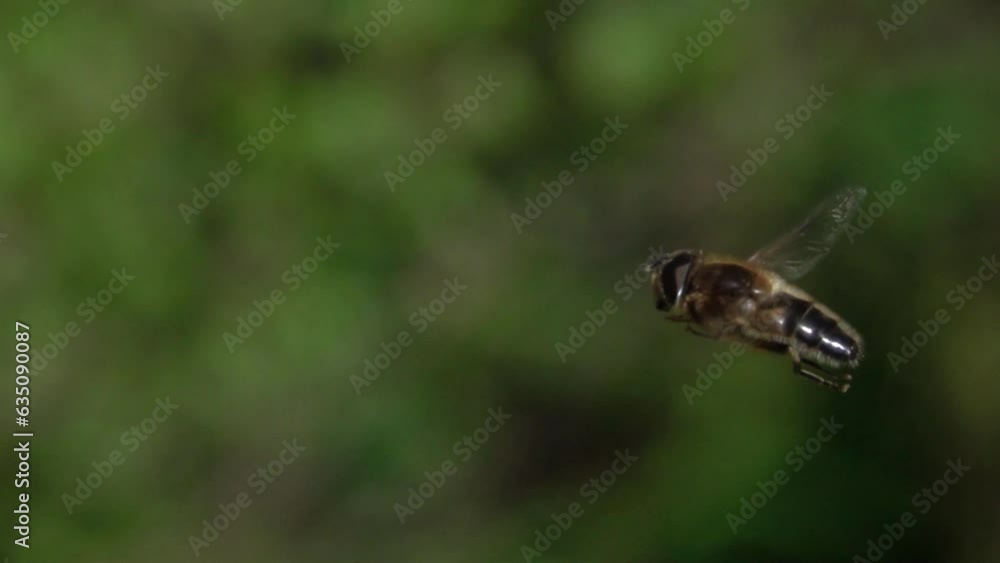 Slow motion (x10) Drone Fly (Eristalis tenax) - a common species of hoverfly - hovering. April, Kent, UK. Slow motion (x10) Drone Fly (Eristalis tenax) - a common species of hoverfly - hovering. April, Kent, UK.