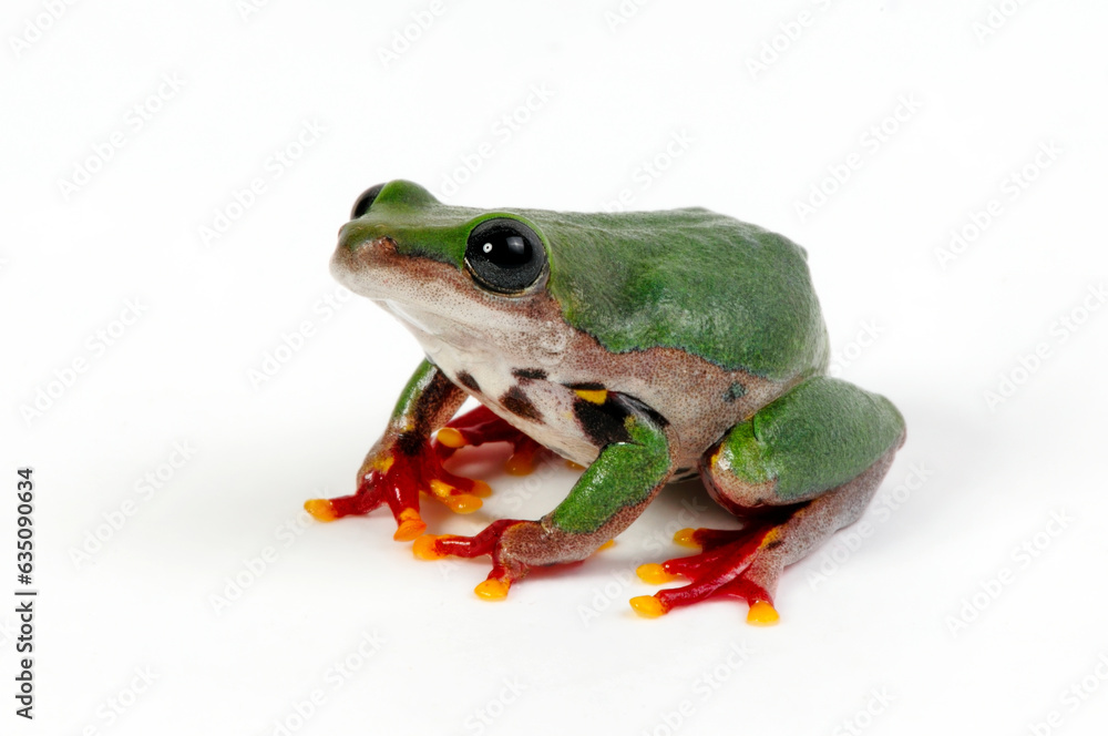 Lime reed frog // Grüner Riedfrosch (Hyperolius fusciventris burtoni) - Ghana Lime reed frog // Grüner Riedfrosch (Hyperolius fusciventris burtoni) - Ghana