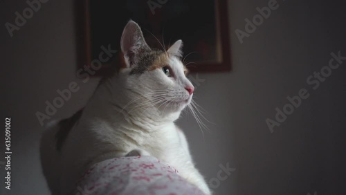 Whimsical Watcher: White and Orange Kitten Perched by the Window