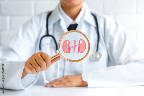 doctor holding kidney organ , Search for chronic kidney disease, renal failure, dialysis, Health checkup concept.