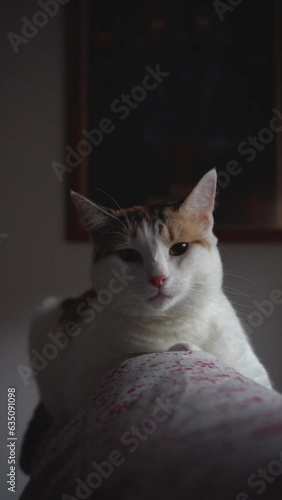 Whimsical Watcher: White and Orange Kitten Perched by the Window