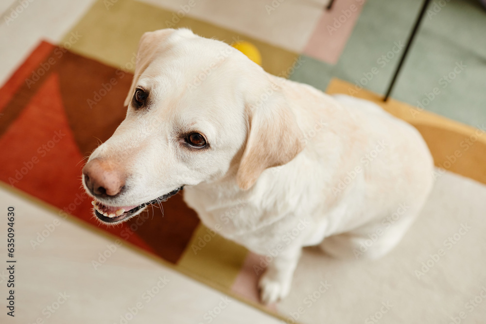 Top view of white labrador dog looking up while sitting on colorful carpet at home, copy space