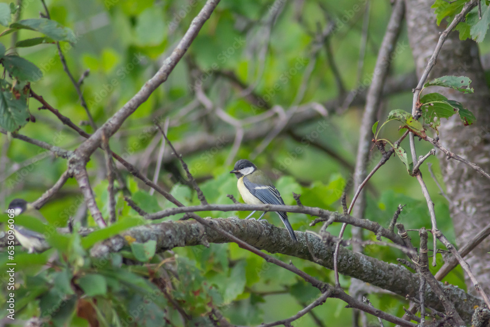Birds on the tree. Beautiful birds Birds on the tree. Beautiful birds