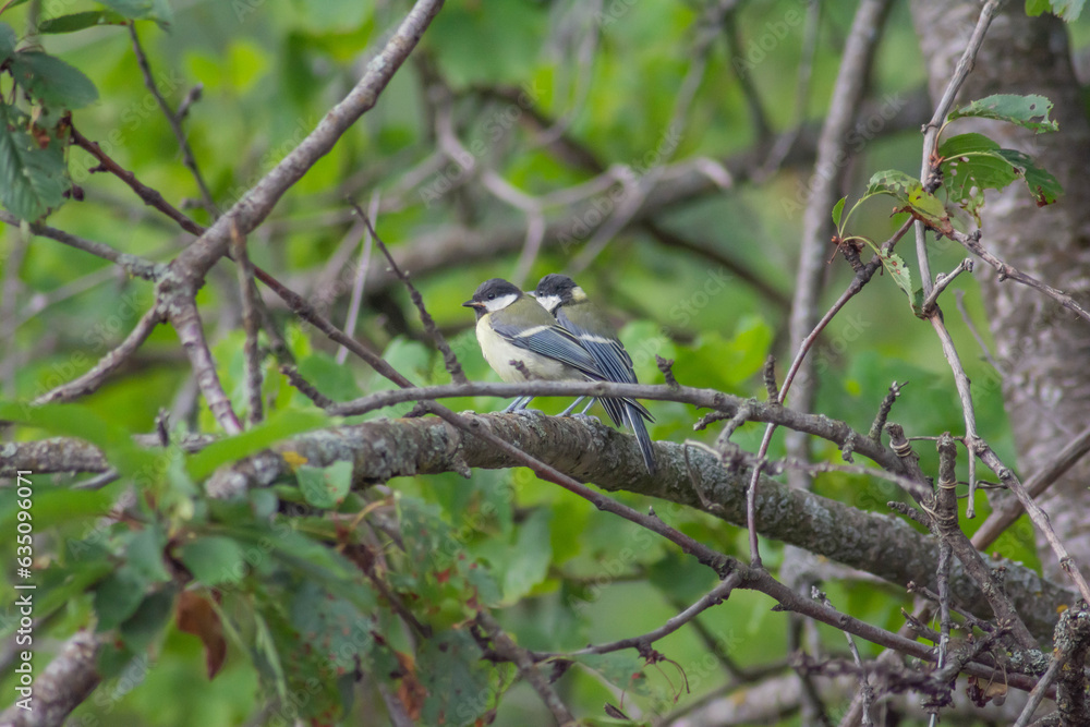 Birds on the tree. Beautiful birds