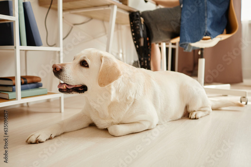 Fototapeta Naklejka Na Ścianę i Meble -  Full length portrait of white labrador dog laying on floor waiting by workplace