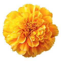 Orange chrysanthemum flower isolated on white transparent, PNG. 